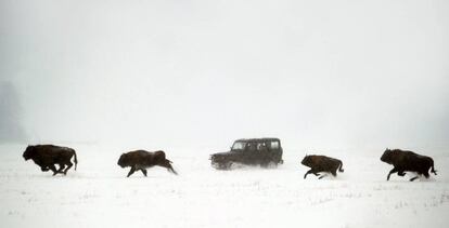 Bisontes corren a través de un campo cubierto de nieve en Rybnitsa, a 290 km al norte de Minsk (Bielorrusia).