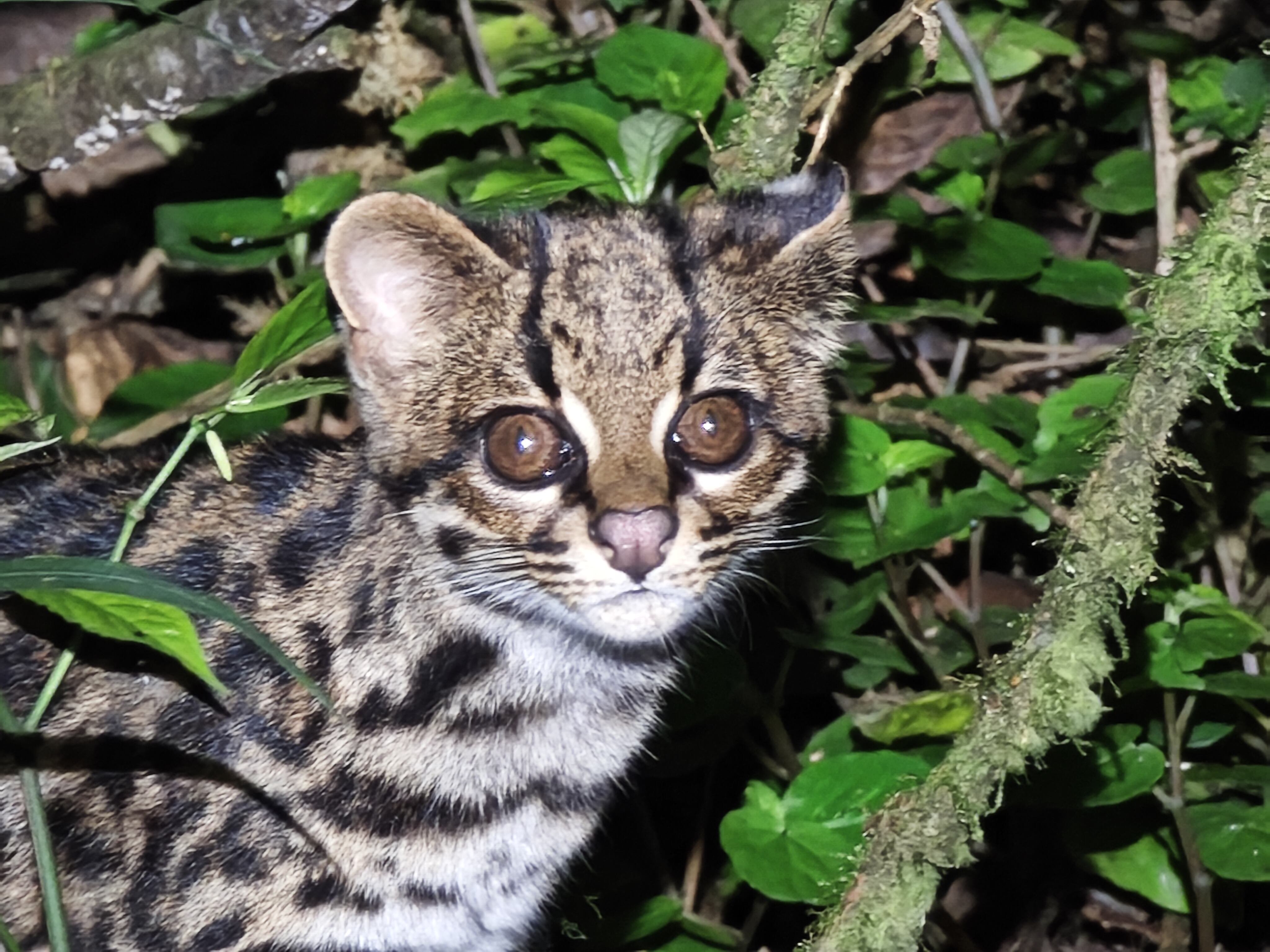 Un hallazgo en Bolivia arroja luces sobre el misterioso gato tigre nublado