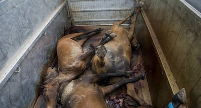 Three horses killed in the 2015 pilgrimage to El Rocío.