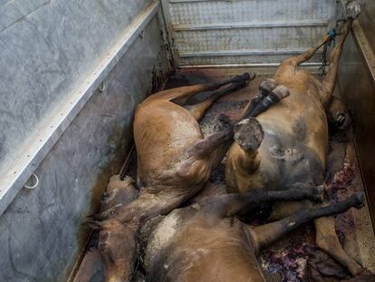 Tres caballos muertos en 2015 durante la peregrinación a El Rocío.