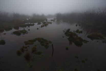 Páramo en el Parque Nacional de Chingaza, en Colombia