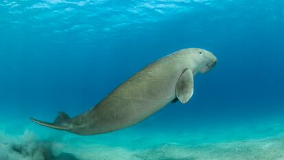 A manatee named Dugong enjoys a swim in Marsa Alam, Egypt.