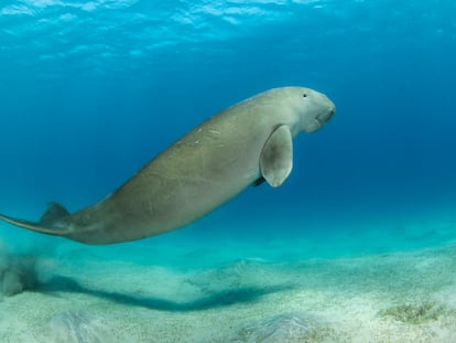 Manatee in Marsa Alam, Egypt