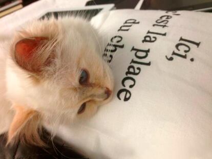 La (casi enfermiza) obsesión de las celebrities por sus mascotas