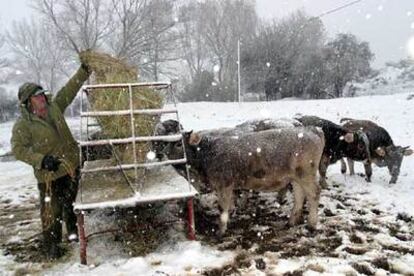 Un ganadero da de comer a sus terneros en la localidad palentina de Areños afectada por el temporal de nieve.