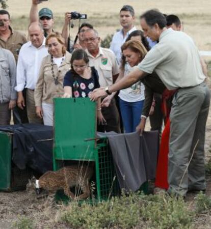 Cospedal durante la suelta de un lince ibérico en Ciudad Real en julio.