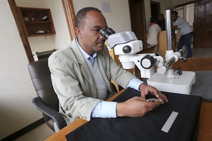 Un conservador estudia la mandíbula en los laboratorios del museo, situado en Adis Abeba.