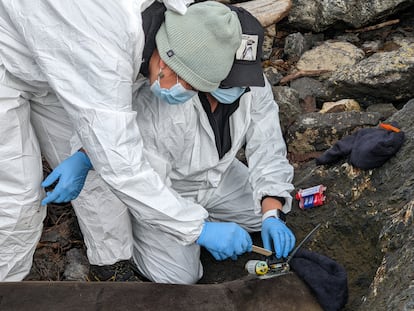 Chilean researchers fit an elephant seal with satellite transmitter.