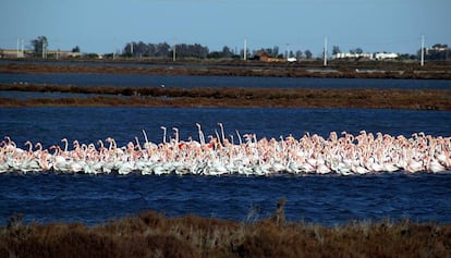 Un numeroso grupo de flamencos en Deltebre. 