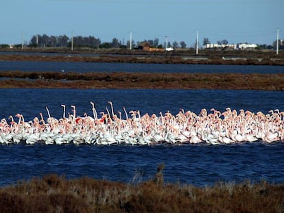 Un numeroso grupo de flamencos en Deltebre. 