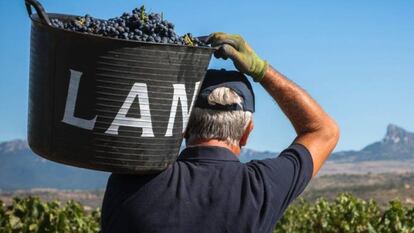 Un temporero carga un capazo en una de los viñedos de Bodegas LAN.