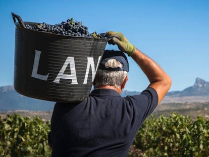 Un temporero carga un capazo en una de los viñedos de Bodegas LAN.