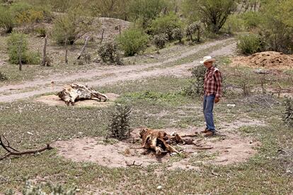 Un ganadero en Buenavista (Estado de Sonora, junto a dos vacas que murieron de sed, en julio de 2021.