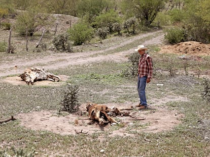 Un ganadero en Buenavista (Estado de Sonora, junto a dos vacas que murieron de sed, en julio de 2021.