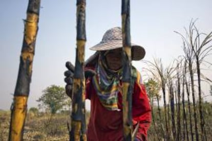 Fotografa facilitada por Carro de Combate de una campesina trabajando en un campo de ca?a de azcar en Kalasin (Tailandia).