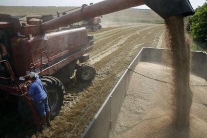 Una cosechadora de trigo llenando de grano un remolque en un campo de Ucrania.