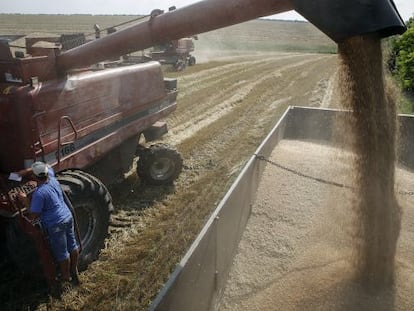 Una cosechadora de trigo llenando de grano un remolque en un campo de Ucrania.