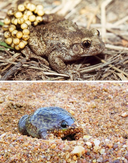 El macho del sapo partero (Alytes obstetricans, arriba) protege los huevos que ha fecundado transportándolos entre sus patas traseras. Las hembras de la rana Hemisus marmoratus pueden construir un tobogán para ayudar a los renacuajos a llegar al agua desde una cámara de cría subterránea