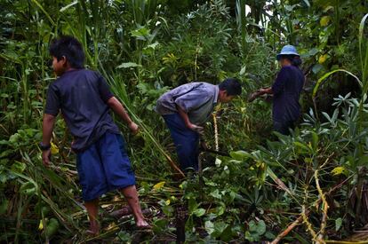 Ronald Valverde tiene 9 a&ntilde;os y recoge ra&iacute;ces de yuca con sus padres en el bosque. La familia vive de la caza y de la comercializaci&oacute;n de pl&aacute;tanos, ma&iacute;z, yuca y cacao. Con la yuca, que venden a la cooperativa APARAB, hacen mandioca, que es la harina de la yuca, y chiv&eacute;, bebida muy refrescante y nutritiva. Comunidad de Valpara&iacute;so, noreste de Bolivia. 