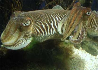 Ejemplares de sepias en la exposición <i>Con pies y cabeza</i> en el Aquarium Finisterrae.