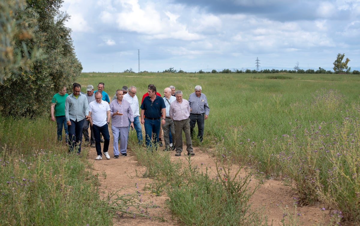 Qué hay tras los “100.000 olivos talados para plantas solares en Jaén”: números exagerados y rechazo por la pérdida de empleo | Clima y Medio Ambiente