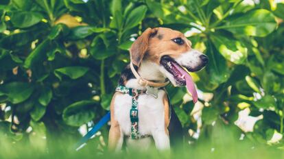 Un perro de la raza Beagle descansa en un parque.