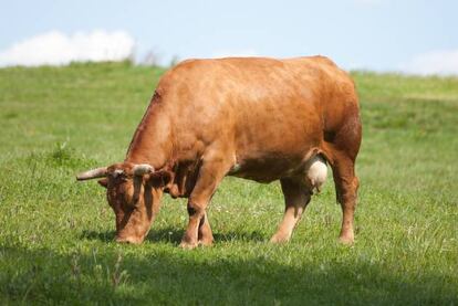 Una rubia gallega pastando en libertad