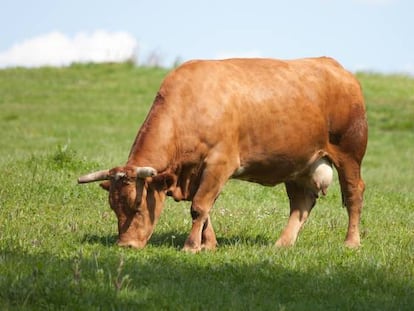 Una rubia gallega pastando en libertad