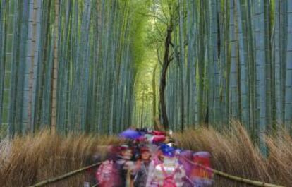 Turistas en el bosque de bambú de Arashiyama, al oeste de Tokio.