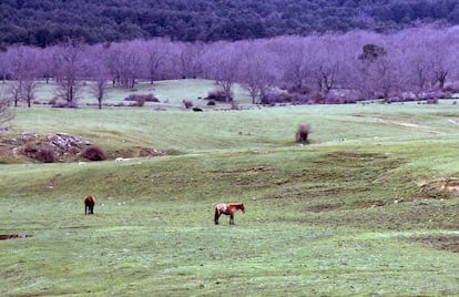 Caballos en la pradera de Valsaín (Segovia).