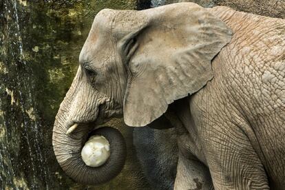 Un elefante atrapa un helado de frutas y lo pone a salvo de la competencia llevándoselo con la trompa, en el Bioparc de Valencia.