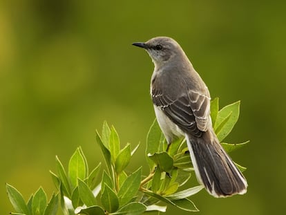 Las mujeres bulbul