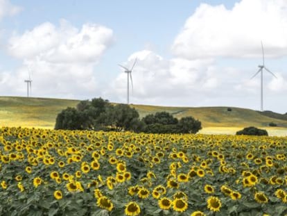 Parque de Los Almeriques, en Medina Sidonia (Cádiz).