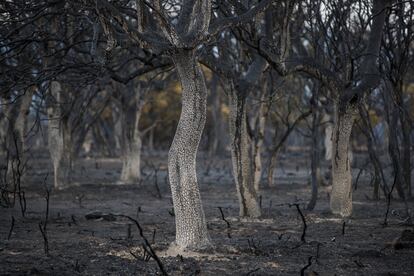 Árboles quemados por el incendio forestal en la sierra de la Culebra.