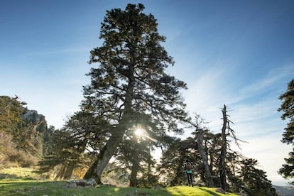 Bosque de pinsapos en la Cañada de las Ánimas, en el parque nacional de la Sierra de las Nieves (Málaga).