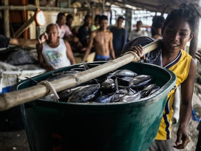 Un pescador carga atunes para el mercado de Puerto Princesa. Organizaciones como el WWF forman a los profesionales para usar métodos de pesca menos dañinos y evitar así la disminución de las poblaciones de peces en el Triángulo de Coral.