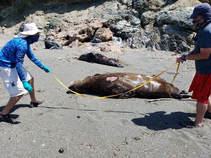 Dos voluntarios miden un ejemplar de lobo marino muerto.