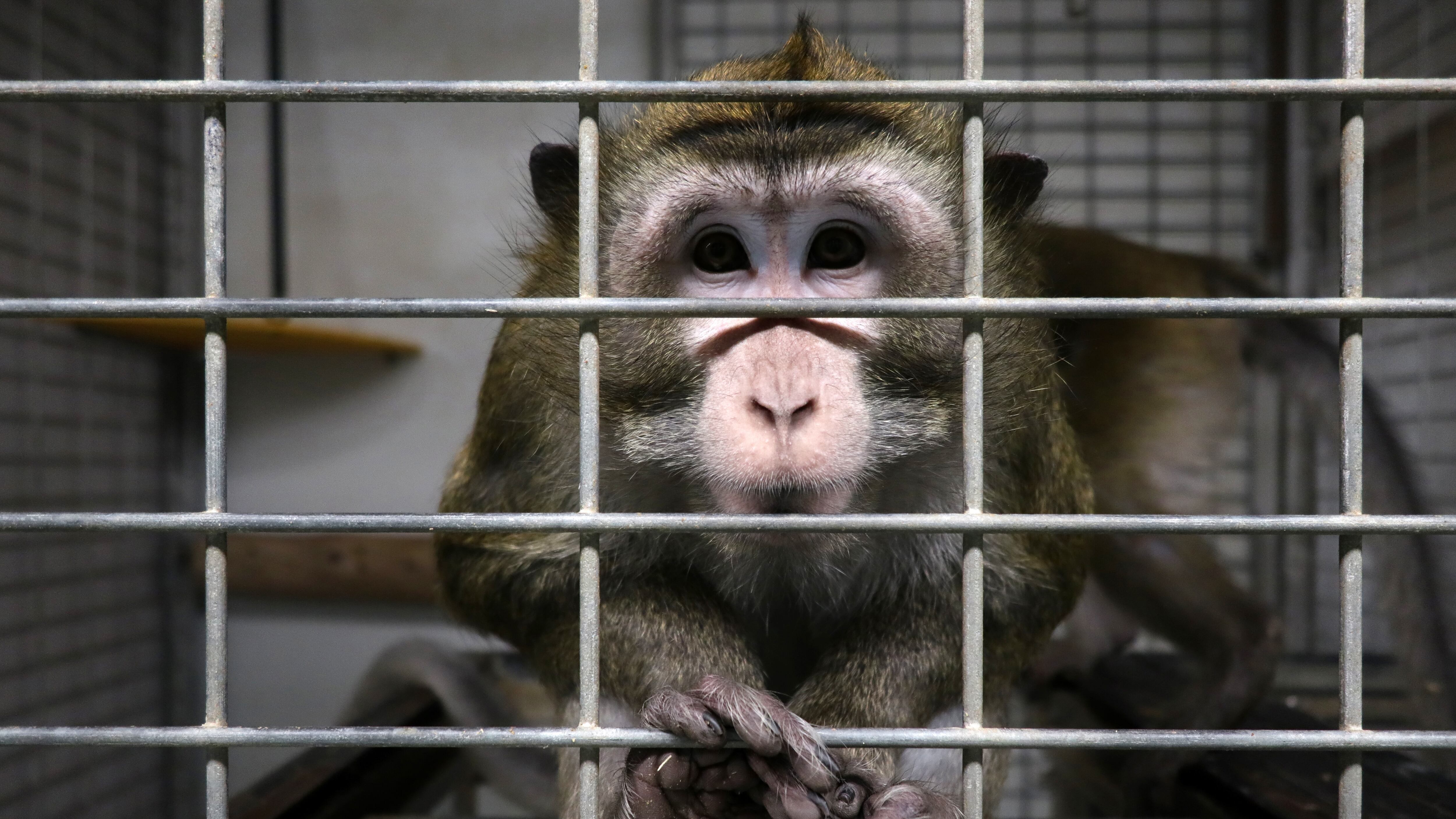 Un macaco en una jaula en las instalaciones del laboratorio Vivotecnia.