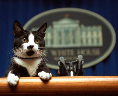 El gato Socks, de Bill Clinton, en la sala de prensa de la Casa Blanca, en una imagen de 1994.