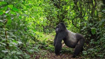 Un gorila de montaña en el parque nacional del Bosque Impenetrable Bwindi.