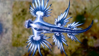 Blue Dragon, Glaucus Atlanticus, Blue Sea Slug