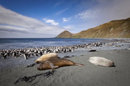 Macquarie se formó hace entre 11 y 30 millones de años en el océano Pacífico meridional, a medio camino entre Australia y la Antártida, y forma parte del Estado australiano de Tasmania. Incluimos esta benjamina en lugar de enclaves venerables como las también australianas Jack Hills (donde los investigadores han hallado cristales de circón de hace 4.375 millones de años) por una particularidad que la hace muy valiosa: la isla está hecha enteramente de rocas del manto, expulsadas hacia arriba desde lo más profundo de la Tierra por la presión de las placas tectónicas indoaustraliana y del Pacífico, como si fueran pasta de dientes saliendo de un tubo que se aprieta. Sobre esta maravilla geológica crece la vida: flora que parece de otro mundo, focas, leones marinos y más de 800.000 pingüinos. Solo se puede visitar en pequeñas y exclusivas expediciones con muy pocos viajeros. Además, la isla está inscrita en la lista de patrimonio mundial de la Unesco desde 1997, pues considera que la conservación geológica del sitio es de suma importancia al ser “el único lugar del planeta donde hay formaciones rocosas procedentes del manto de la Tierra”.<br></br> Más información: parks.tas.gov.au