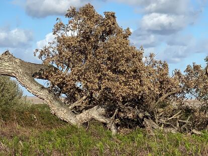 El alcornoque conocido como 'Imperial', uno de los ejemplares muerto este año en el Parque Nacional de Doñana.