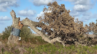 El alcornoque conocido como 'Imperial', uno de los ejemplares muerto este año en el Parque Nacional de Doñana.