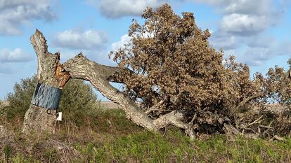 El alcornoque conocido como 'Imperial', uno de los ejemplares muerto este año en el Parque Nacional de Doñana.