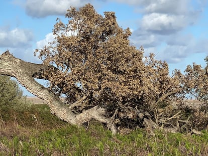 El alcornoque conocido como 'Imperial', uno de los ejemplares muerto este año en el Parque Nacional de Doñana.