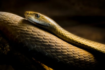 Una mamba negra.