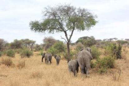 Elefantes en Tanzania.