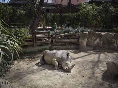 El rinoceronte Pedro hace un año en el zoo de Barcelona.