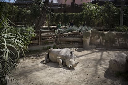 El rinoceronte Pedro hace un año en el zoo de Barcelona.